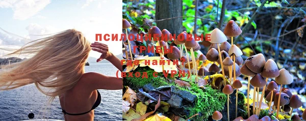 гашик Вяземский